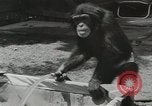 Image chimpanzé California United States USA, 1953, de la seconde 15 séquences d'archives historiques vidéo 65675058248