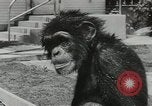 Image chimpanzé California United States USA, 1953, de la seconde 16 séquences d'archives historiques vidéo 65675058248