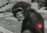 Image chimpanzé California United States USA, 1953, de la seconde 17 séquences d'archives historiques vidéo 65675058248