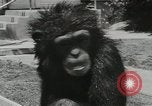 Image chimpanzé California United States USA, 1953, de la seconde 18 séquences d'archives historiques vidéo 65675058248
