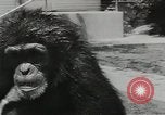 Image chimpanzé California United States USA, 1953, de la seconde 19 séquences d'archives historiques vidéo 65675058248