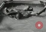 Image chimpanzé California United States USA, 1953, de la seconde 20 séquences d'archives historiques vidéo 65675058248