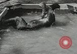 Image chimpanzé California United States USA, 1953, de la seconde 21 séquences d'archives historiques vidéo 65675058248