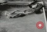 Image chimpanzé California United States USA, 1953, de la seconde 23 séquences d'archives historiques vidéo 65675058248
