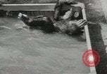 Image chimpanzé California United States USA, 1953, de la seconde 24 séquences d'archives historiques vidéo 65675058248