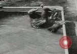 Image chimpanzé California United States USA, 1953, de la seconde 25 séquences d'archives historiques vidéo 65675058248