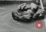 Image chimpanzé California United States USA, 1953, de la seconde 26 séquences d'archives historiques vidéo 65675058248