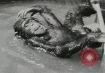 Image chimpanzé California United States USA, 1953, de la seconde 27 séquences d'archives historiques vidéo 65675058248