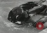 Image chimpanzé California United States USA, 1953, de la seconde 28 séquences d'archives historiques vidéo 65675058248