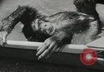 Image chimpanzé California United States USA, 1953, de la seconde 29 séquences d'archives historiques vidéo 65675058248
