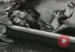 Image chimpanzé California United States USA, 1953, de la seconde 31 séquences d'archives historiques vidéo 65675058248