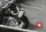 Image chimpanzé California United States USA, 1953, de la seconde 32 séquences d'archives historiques vidéo 65675058248