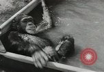 Image chimpanzé California United States USA, 1953, de la seconde 33 séquences d'archives historiques vidéo 65675058248