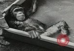 Image chimpanzé California United States USA, 1953, de la seconde 34 séquences d'archives historiques vidéo 65675058248