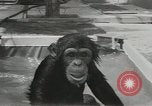 Image chimpanzé California United States USA, 1953, de la seconde 37 séquences d'archives historiques vidéo 65675058248