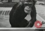 Image chimpanzé California United States USA, 1953, de la seconde 38 séquences d'archives historiques vidéo 65675058248