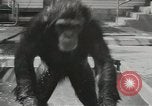 Image chimpanzé California United States USA, 1953, de la seconde 39 séquences d'archives historiques vidéo 65675058248