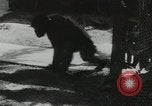 Image chimpanzé California United States USA, 1953, de la seconde 40 séquences d'archives historiques vidéo 65675058248