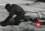 Image chimpanzé California United States USA, 1953, de la seconde 41 séquences d'archives historiques vidéo 65675058248
