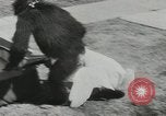 Image chimpanzé California United States USA, 1953, de la seconde 42 séquences d'archives historiques vidéo 65675058248