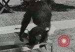 Image chimpanzé California United States USA, 1953, de la seconde 43 séquences d'archives historiques vidéo 65675058248
