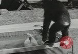 Image chimpanzé California United States USA, 1953, de la seconde 44 séquences d'archives historiques vidéo 65675058248