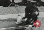 Image chimpanzé California United States USA, 1953, de la seconde 45 séquences d'archives historiques vidéo 65675058248