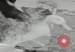 Image chimpanzé California United States USA, 1953, de la seconde 46 séquences d'archives historiques vidéo 65675058248