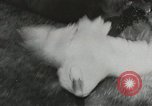 Image chimpanzé California United States USA, 1953, de la seconde 48 séquences d'archives historiques vidéo 65675058248