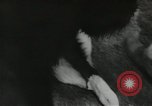 Image chimpanzé California United States USA, 1953, de la seconde 49 séquences d'archives historiques vidéo 65675058248