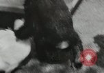 Image chimpanzé California United States USA, 1953, de la seconde 50 séquences d'archives historiques vidéo 65675058248