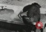 Image chimpanzé California United States USA, 1953, de la seconde 51 séquences d'archives historiques vidéo 65675058248
