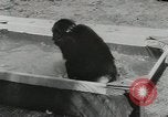 Image chimpanzé California United States USA, 1953, de la seconde 52 séquences d'archives historiques vidéo 65675058248