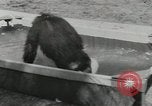 Image chimpanzé California United States USA, 1953, de la seconde 53 séquences d'archives historiques vidéo 65675058248
