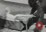 Image chimpanzé California United States USA, 1953, de la seconde 55 séquences d'archives historiques vidéo 65675058248