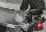 Image chimpanzé California United States USA, 1953, de la seconde 56 séquences d'archives historiques vidéo 65675058248