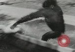 Image chimpanzé California United States USA, 1953, de la seconde 57 séquences d'archives historiques vidéo 65675058248