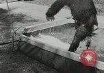 Image chimpanzé California United States USA, 1953, de la seconde 58 séquences d'archives historiques vidéo 65675058248