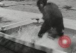 Image chimpanzé California United States USA, 1953, de la seconde 59 séquences d'archives historiques vidéo 65675058248