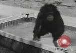 Image chimpanzé California United States USA, 1953, de la seconde 60 séquences d'archives historiques vidéo 65675058248