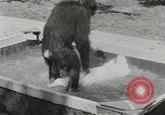 Image chimpanzé California United States USA, 1953, de la seconde 61 séquences d'archives historiques vidéo 65675058248