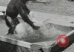 Image chimpanzé California United States USA, 1953, de la seconde 62 séquences d'archives historiques vidéo 65675058248