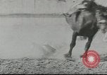 Standbild cowboys Joseph Oregon USA, 1953, aus Sekunde 53 historischem Filmmaterial Videoclip 65675058254