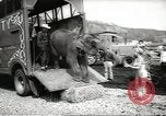 Image of elephant New York United States USA, 1958, second 8 stock footage video 65675058264