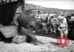 Image of elephant New York United States USA, 1958, second 9 stock footage video 65675058264