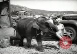 Image of elephant New York United States USA, 1958, second 10 stock footage video 65675058264