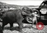 Image of elephant New York United States USA, 1958, second 11 stock footage video 65675058264