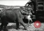 Image of elephant New York United States USA, 1958, second 12 stock footage video 65675058264