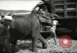 Image of elephant New York United States USA, 1958, second 13 stock footage video 65675058264