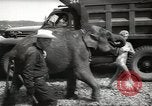 Image of elephant New York United States USA, 1958, second 14 stock footage video 65675058264